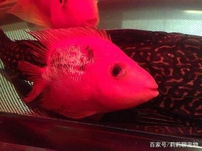 雷龙鱼鳍部发炎的治疗方法：雷龙鱼鳍部发炎怎么办 龙鱼百科 第4张