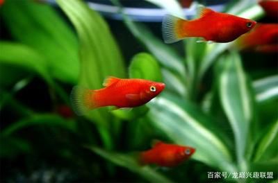 龙鱼开缸养水要多久换水：龙鱼开缸养水技术 水族问答