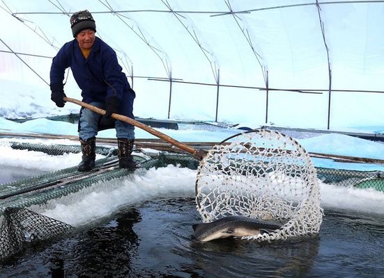 龙鱼开食喂什么好：关于龙鱼开食的疑问 水族问答 第1张