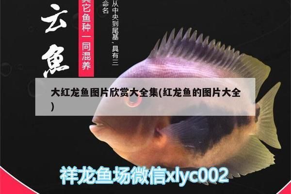 红眼白子龙鱼好养吗怎么养：红眼白子龙鱼养殖指南 龙鱼百科 第5张