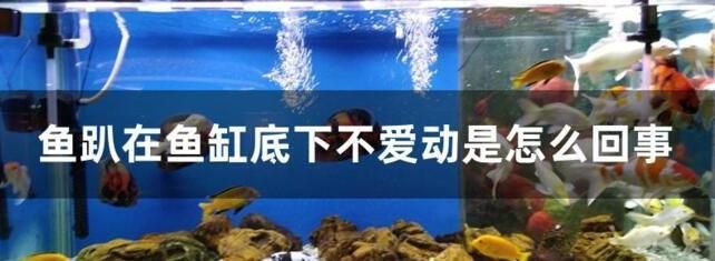 龙鱼总是在缸底游动是什么原因？：为什么龙鱼总是在缸底游动 龙鱼百科 第5张