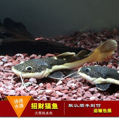 龙鱼配招财猫：如何选择适合混养的招财猫鱼 龙鱼百科 第4张