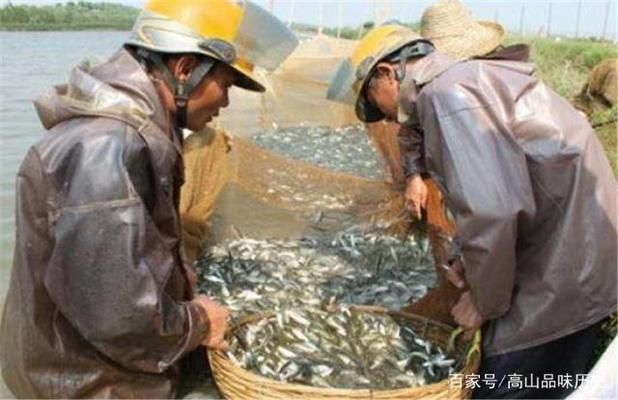 龙鱼可以和飞凤混养吗：龙鱼可以和飞凤共享鱼缸内的其他生物吗？ 水族问答