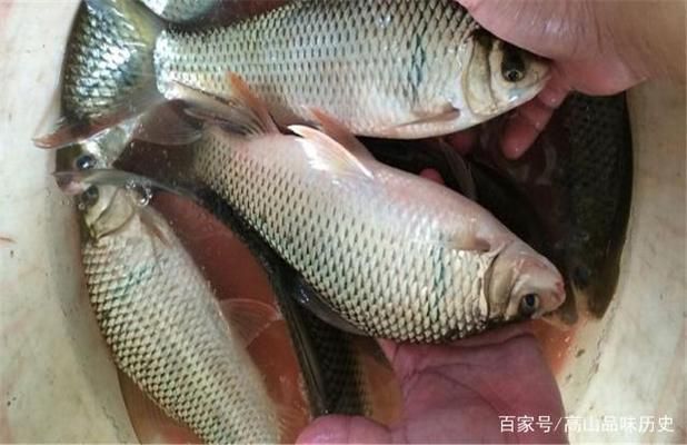 龙鱼可以和鹦鹉混养吗：龙鱼和鹦鹉混养的注意事项 水族问答