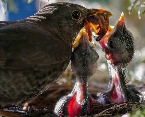 银龙鱼苗最佳饲养温度：银龙鱼的最佳饲养温度是多少 龙鱼百科 第5张