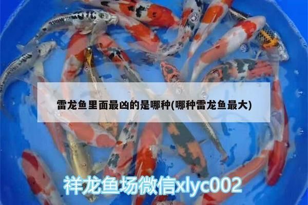 什么雷龙鱼最凶猛：最凶猛的雷龙鱼品种 龙鱼百科 第1张