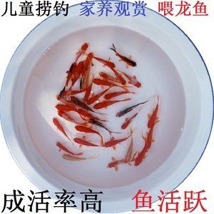 龙鱼吃金鱼饲料吗会死吗：龙鱼吃金鱼饲料会死亡吗 龙鱼百科 第1张