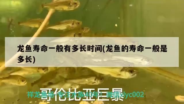 龙鱼的寿命有多长时间：龙鱼的寿命一般多久？ 龙鱼百科 第2张