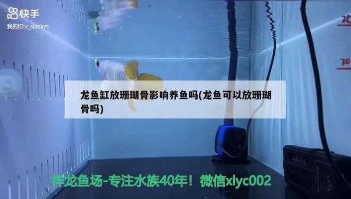 龙鱼滤材可以有珊瑚吗：珊瑚骨可以作为鱼缸过滤材料或装饰材料或装饰材料或装饰材料 龙鱼百科 第3张