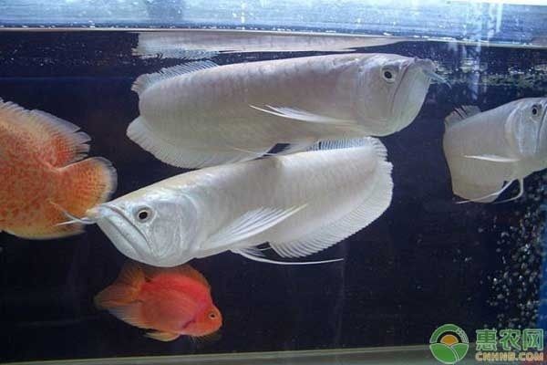 龙鱼可以喂金鱼吗：龙鱼与金鱼的饮食习性是否相同？ 水族问答 第2张