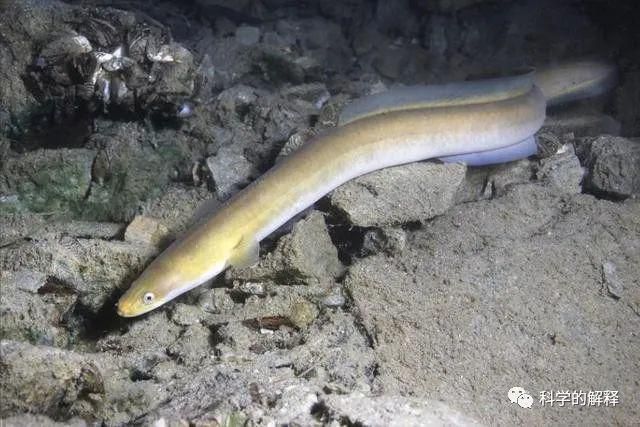 龙鱼可以喂什么：关于龙鱼的饮食问题 水族问答 第1张