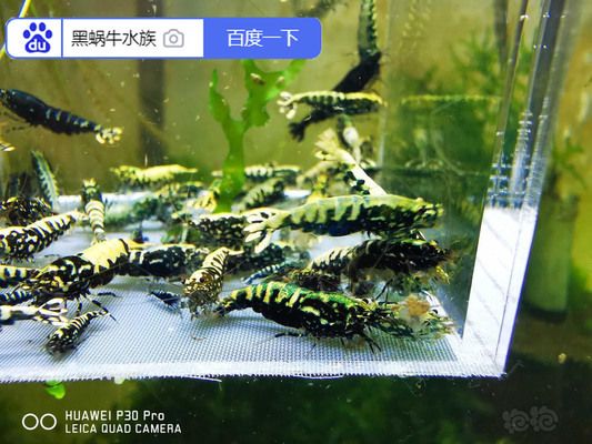 银河星钻鱼饲料营养成分表：银河星钻鱼饲料一般营养成分 龙鱼百科 第3张