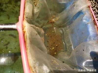 观赏鱼活食消毒方法：观赏鱼活食消毒方法是一种有效的方法来保持鱼缸水质清洁 龙鱼百科 第5张