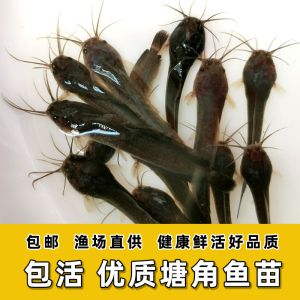 龙鱼怎么挑选最好的鱼苗：如何挑选优质的龙鱼鱼苗 龙鱼百科 第5张