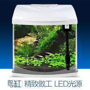 龙鱼可以长到多大的鱼：龙鱼可以长到多大？ 水族问答 第2张