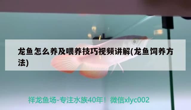 龙鱼渔场养殖：几个知名龙鱼渔场养殖方式 龙鱼百科 第1张