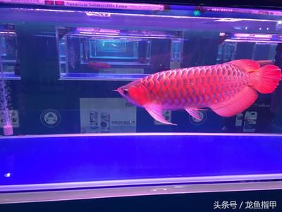 龙鱼在哪买：上海龙强水族市场价格对比，龙鱼养殖基地直销信息 龙鱼百科 第3张