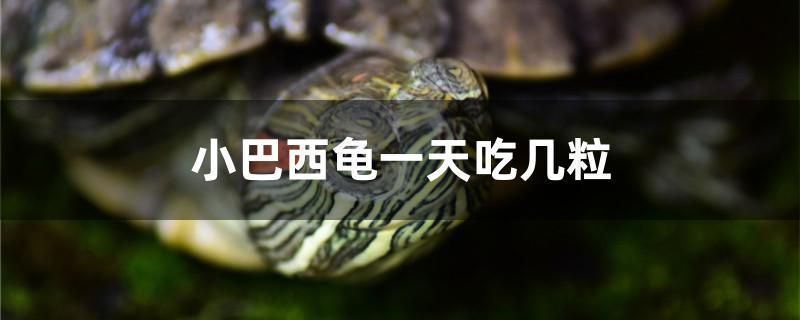 杭州金龙鱼热带鱼养殖基地电话多少号：关于杭州金龙鱼热带鱼养殖基地电话的问题 龙鱼百科 第4张