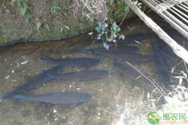 龙鱼老趴缸怎么解决方法：龙鱼老趴缸怎么办？ 水族问答 第1张