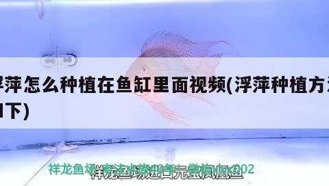 龙鱼老是不吃东西怎么回事：为什么龙鱼总是不吃东西？ 水族问答 第2张