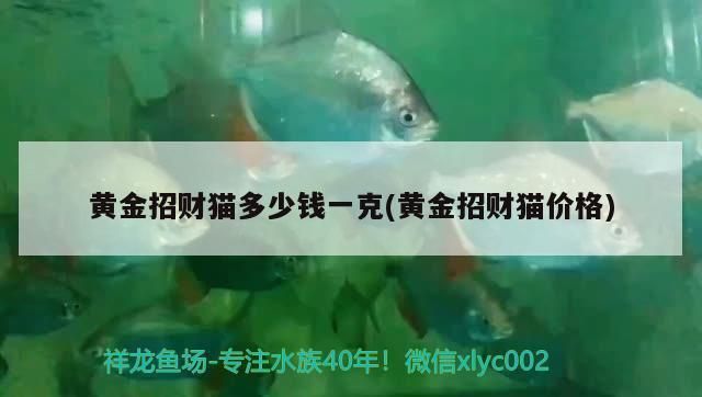 天津水族批发市场交通指南：天津水族批发市场怎么样 龙鱼百科 第3张