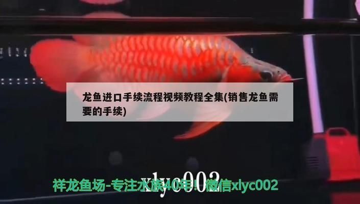 龙鱼进口手续怎么办：龙鱼进口手续流程 龙鱼百科 第4张