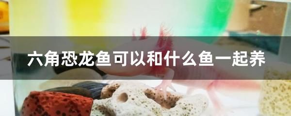 恐龙鱼不吃食物怎么办：恐龙鱼不吃食物可能由多种因素引起，解决恐龙鱼不吃食物的问题 龙鱼百科 第5张