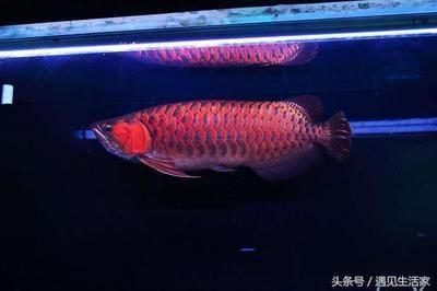 红龙鱼的鳞片有几种形状：红龙鱼鳞片形状与价值关系 龙鱼百科 第2张