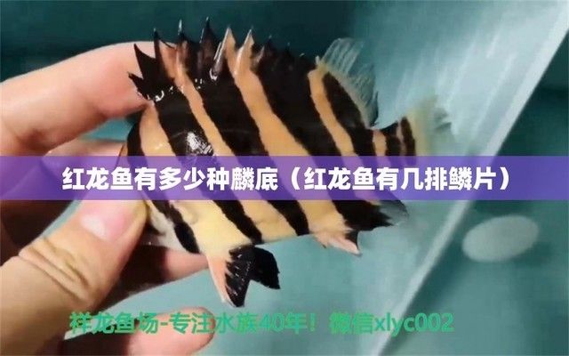 红龙鱼的鳞片有几种形状：红龙鱼鳞片形状与价值关系 龙鱼百科 第3张