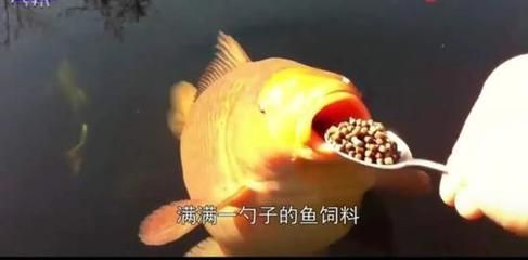 龙鱼粮哪个品牌好：龙鱼粮品牌选择指南 水族问答 第2张