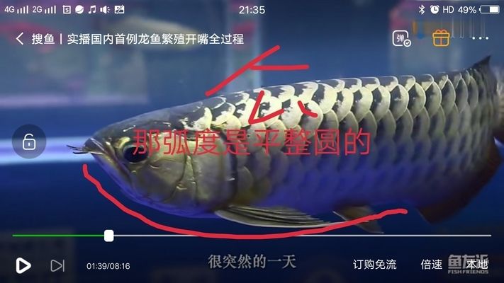 金龙鱼分辨公母的方法：如何分辨金龙鱼公母 龙鱼百科 第4张