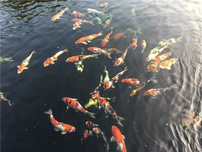 龙鱼鳞片表面腐蚀能恢复吗：龙鱼的鳞片表面的腐蚀能否恢复？ 水族问答 第2张