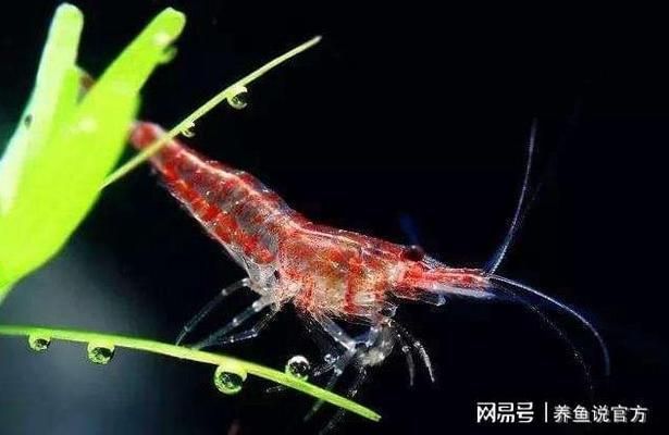 龙鱼鳞片充血：关于龙鱼鳞片充血的问题 水族问答 第1张