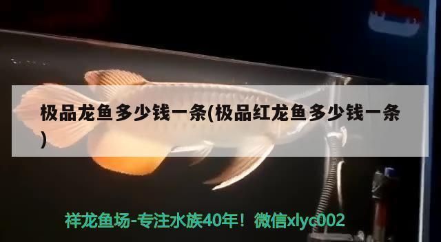 极品龙鱼价格表大全：极品龙鱼价格受多种因素影响，红龙鱼价格受多种因素影响 龙鱼百科 第4张