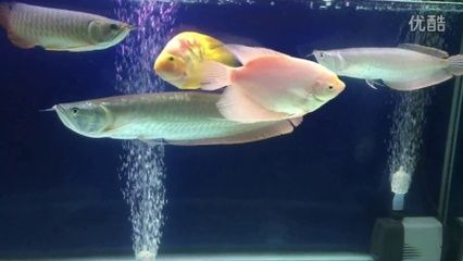 水族箱生物混养搭配指南：水族箱生物混养指南 龙鱼百科 第3张