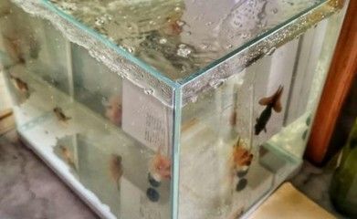 水族箱生物混养搭配指南：水族箱生物混养指南 龙鱼百科 第4张