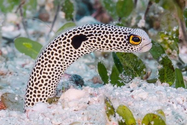 龙鱼鳞片立起来：关于龙鱼鳞片立起来的现象解析 水族问答 第1张