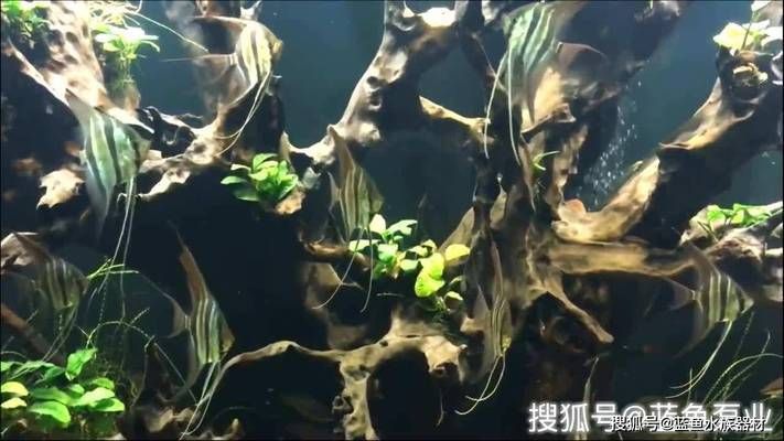 龙鱼鳞片脱落粘液：龙鱼身上的粘液是什么作用？ 水族问答 第2张