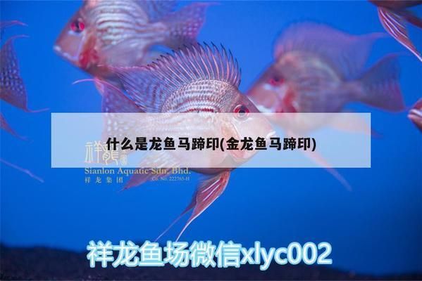 龙鱼扫码什么意思：——龙鱼扫码器使用方法 龙鱼百科 第2张