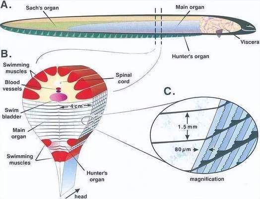 龙鱼卵孵化：在自然条件下，龙鱼卵的孵化成功率是多少？ 水族问答