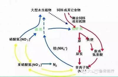 雷龙鱼手术后饮食调整方案：如何判断雷龙鱼恢复状态，雷龙鱼术后喂食注意事项 龙鱼百科 第2张