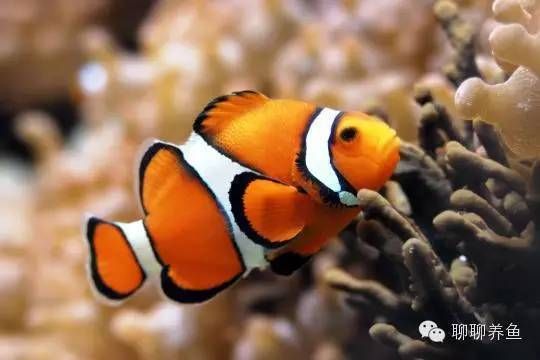 龙鱼落缸底：关于龙鱼缸底的问题 水族问答 第2张