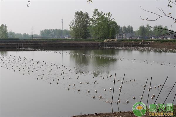 龙鱼麻药用量多少克 水族问答 第1张