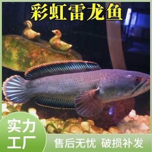 七星雷龙鱼价格：七星雷龙鱼价格因品种和市场需求而异，通常在几十元至几百元不等 龙鱼百科 第2张