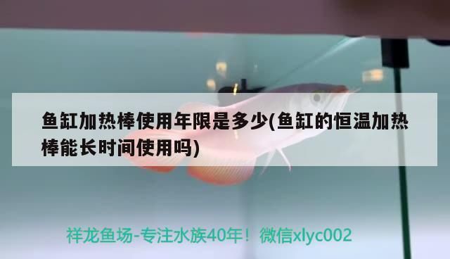 龙鱼几月份开始加温了：南方冬季养龙鱼的注意事项龙鱼何时开始加温 龙鱼百科 第3张