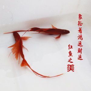 如何成为祥龙水族馆会员：如何成为祥龙水族馆的会员 龙鱼百科 第5张