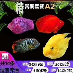 龙鱼买公的还是母的好：龙鱼买公的好还是母的好？ 水族问答 第2张