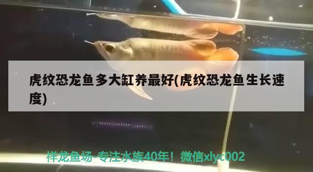 虎纹恐龙鱼多大缸：虎纹恐龙鱼的饲养方式