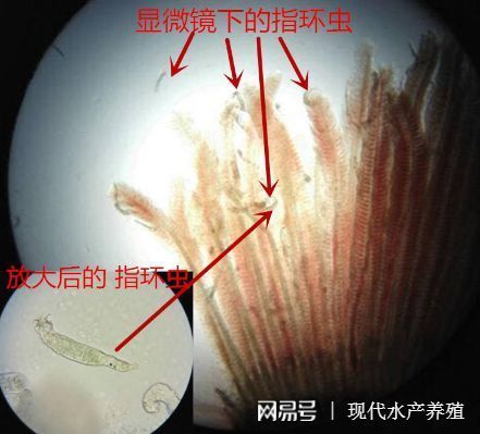 观赏鱼杀虫药副作用：观赏鱼杀虫药的副作用 龙鱼百科 第4张