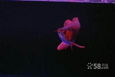 红龙鱼一年可以长多大？：红龙鱼在水族箱养殖时需要注意水质保持和过滤和过滤 龙鱼百科 第1张